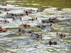 Uganda - řeka Ishasha, NP Queen Elizabeth (Dreamstime)